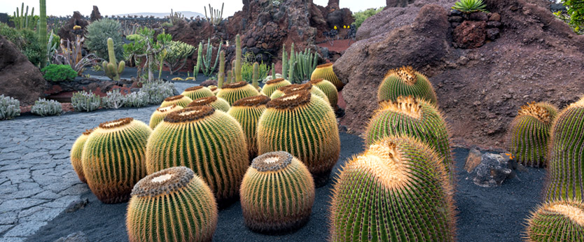 Cactus redondos típicos de las Islas Canarias, en España