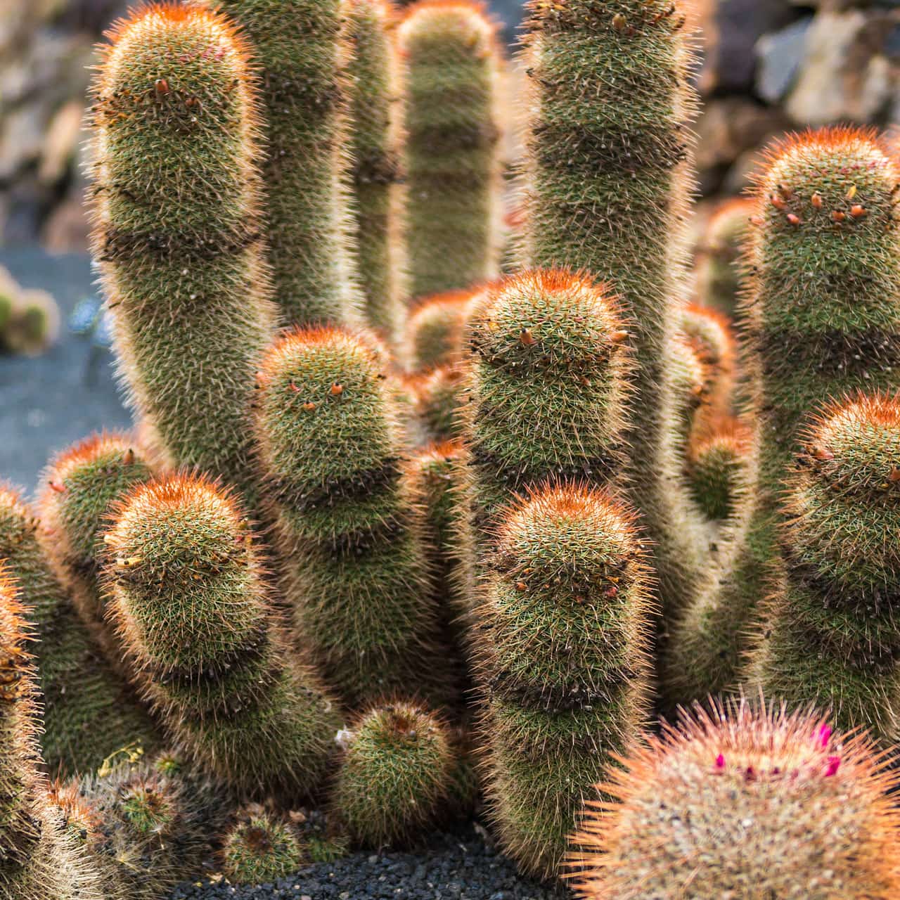 Cactus en Lanzarote