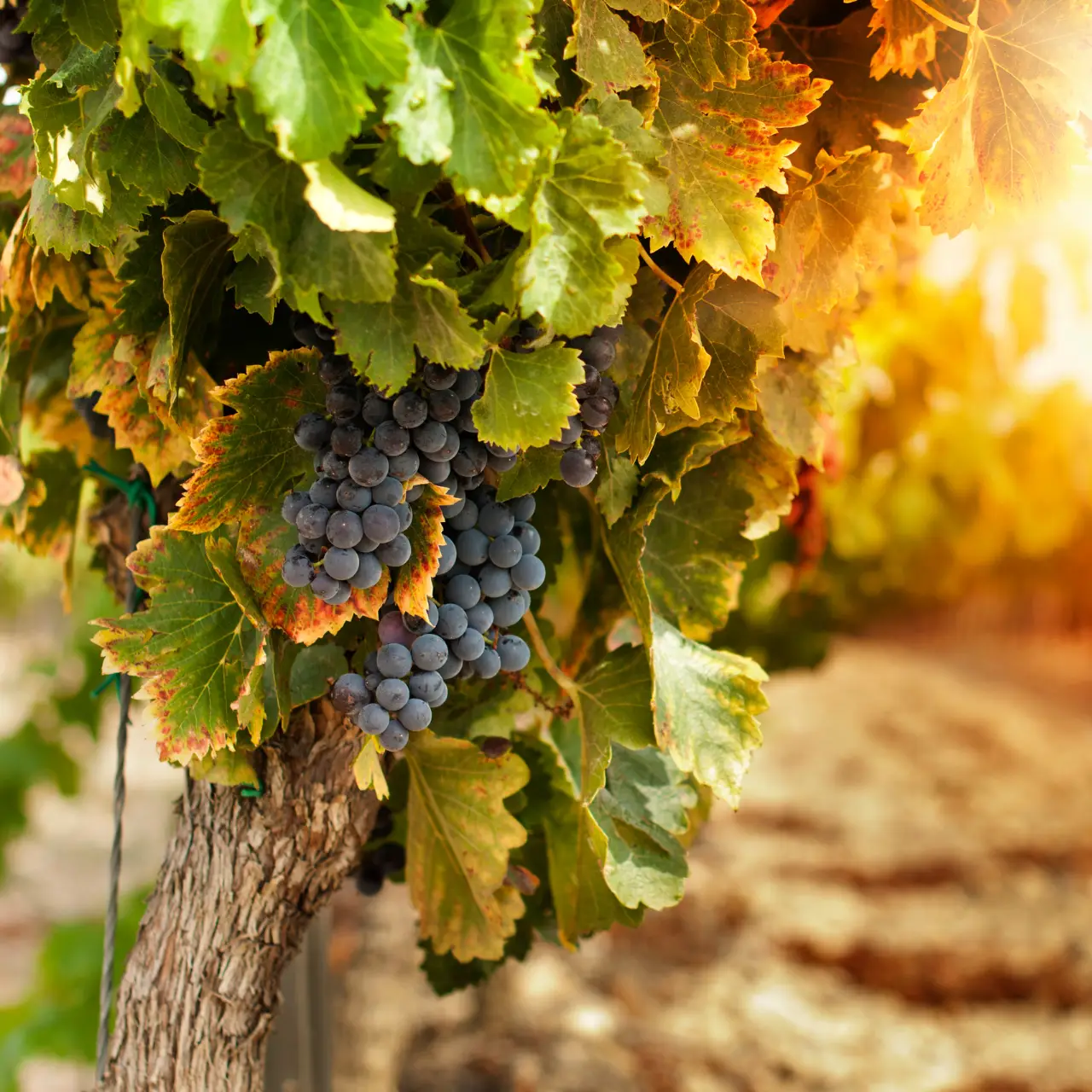 Racimo de uva esperando su recogida durante la época de vendimia en la zona Ribera del Duero