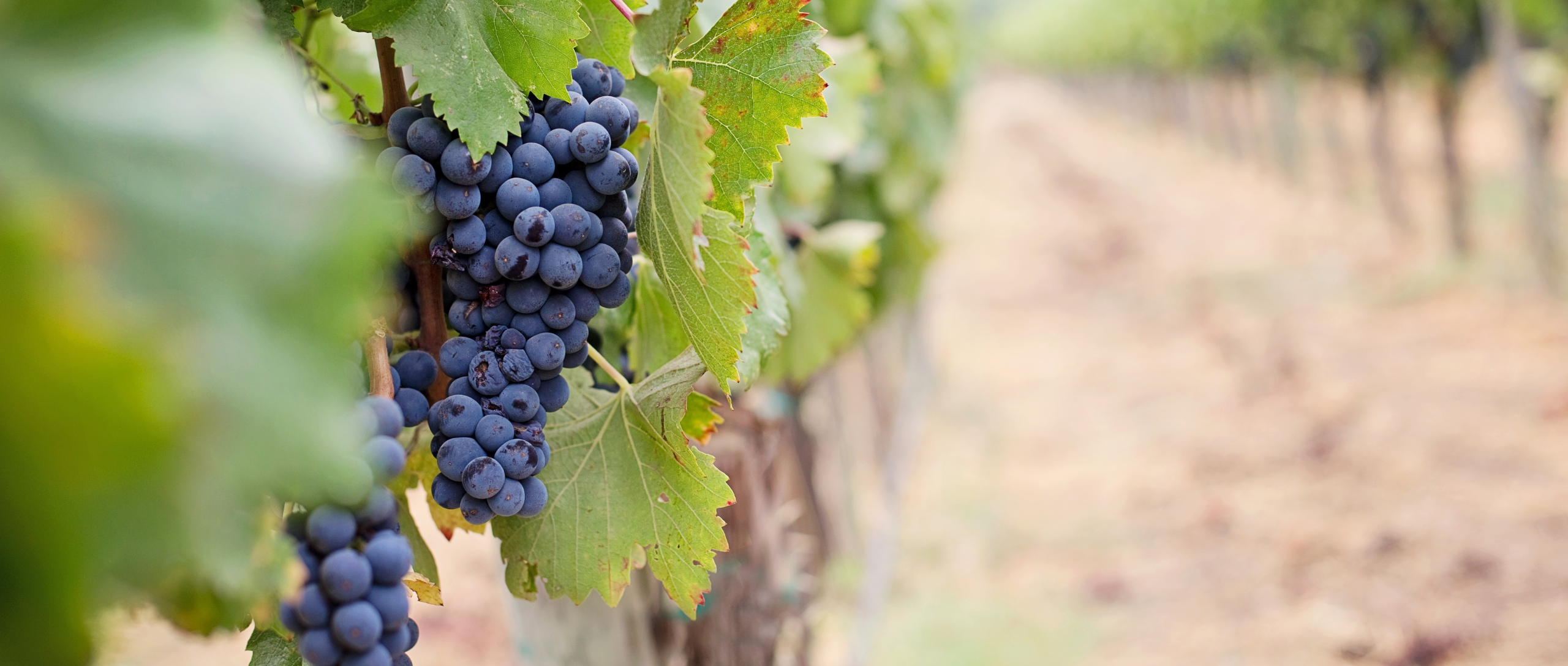 Detalle de unos viñedos españoles con racimos de uva a punto de recoger