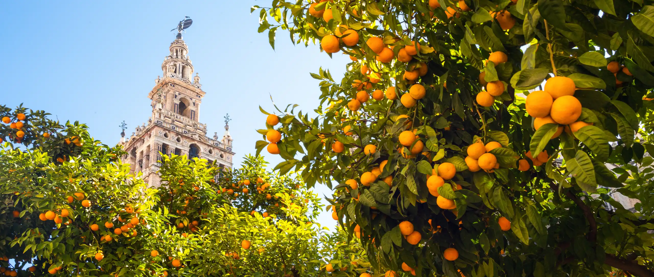 Detalle de la Giralda en Sevilla rodeada de naranjos