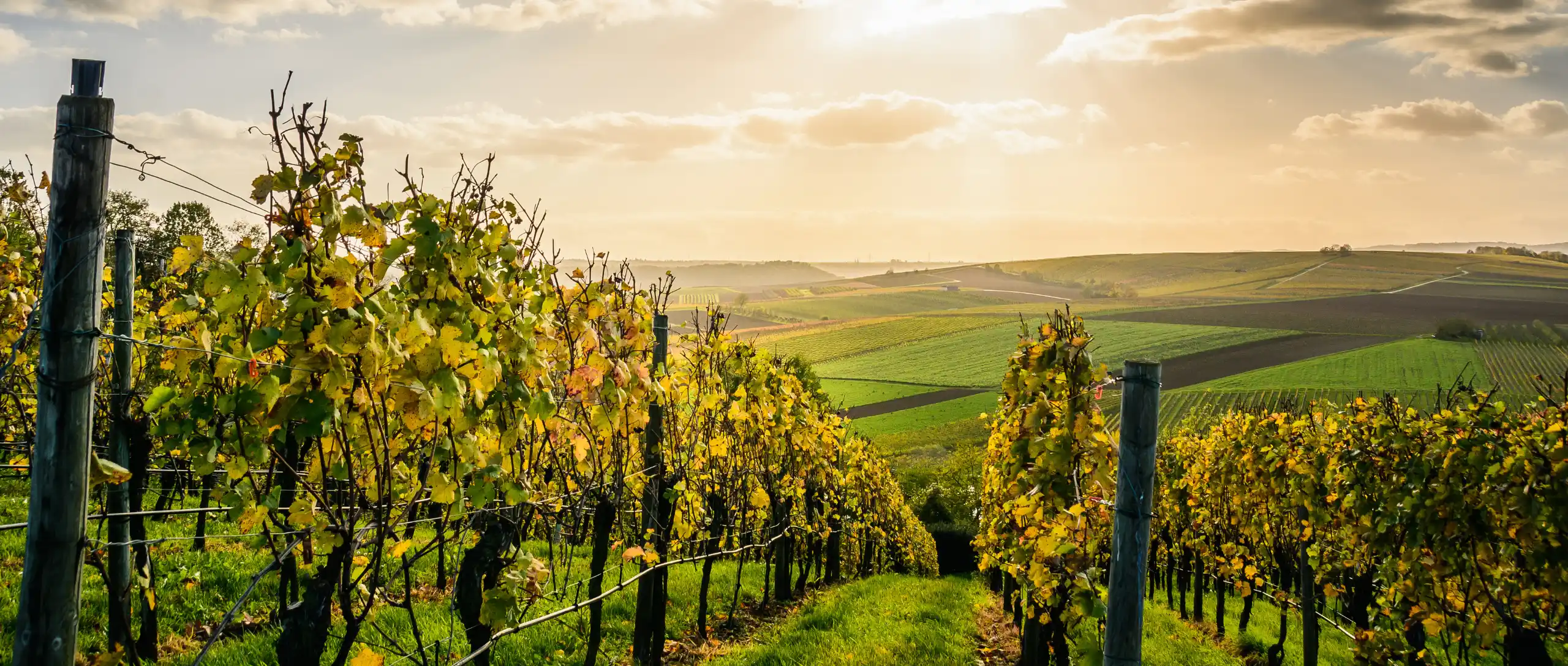 Detalle de los viñedos de donde los meses de septiembre y octubre se obtendrá una uva de primera calidad