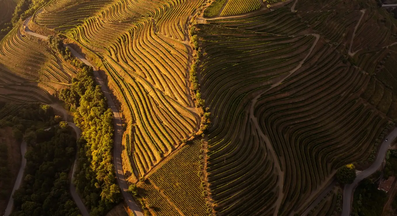 Viñedos en el Valle del Duero, Portugal