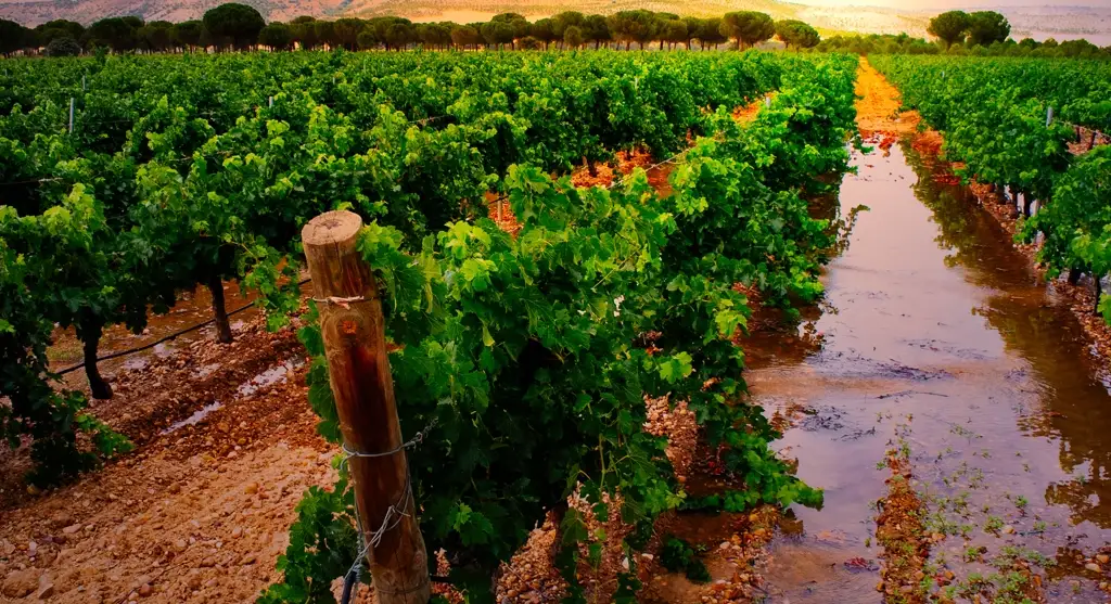 Vino en las Mesas Navideñas