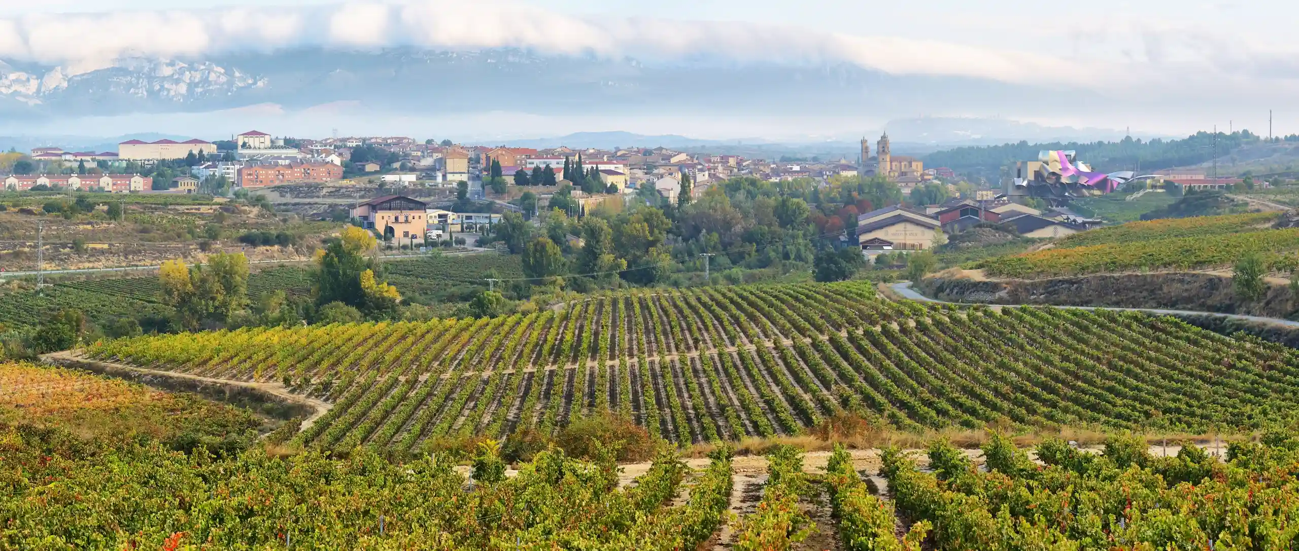 Ruta del vino Rioja