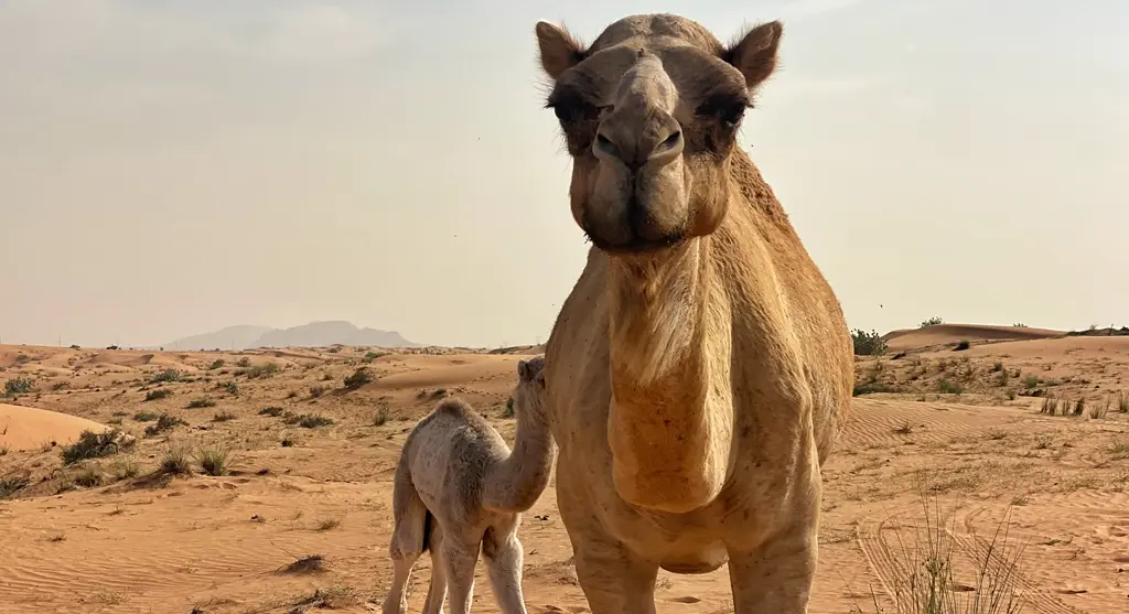 Camellos en el Sáhara