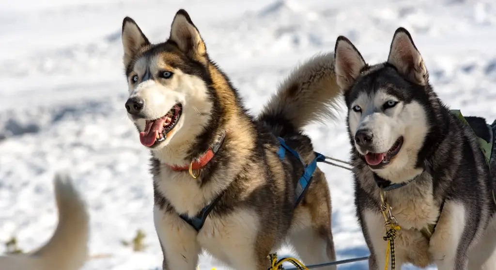 Paseos en trineo de perros. Andorra Paseos en trineo de perros. Andorra