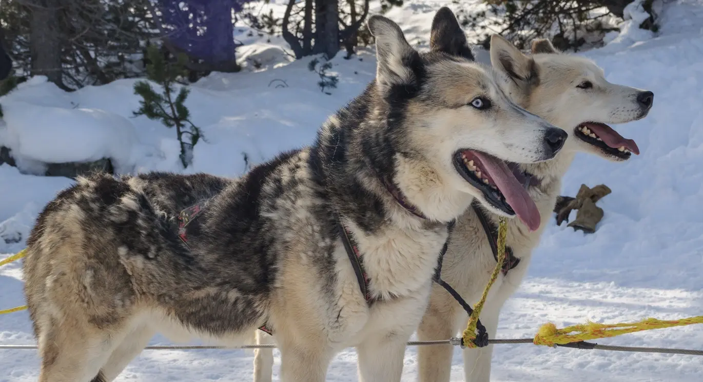Paseos en trineo de perros. Andorra Paseos en trineo de perros. Andorra