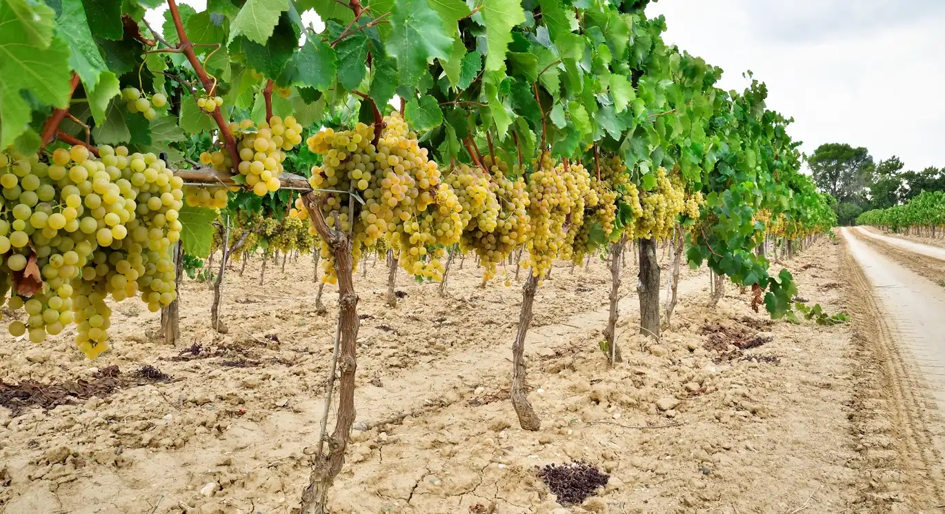 Cava del Penedès Cava del Penedès