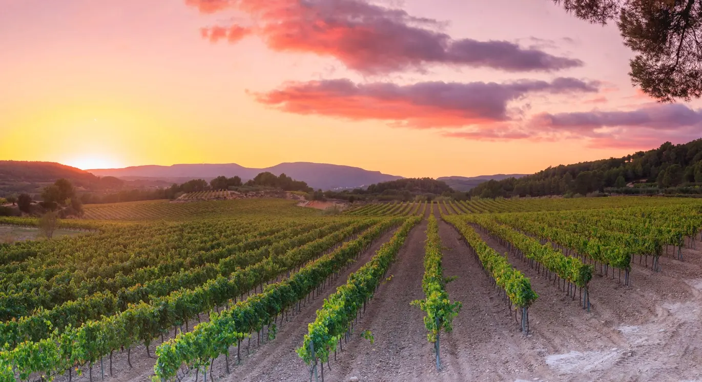 Viñedo del Penedès Viñedo del Penedès